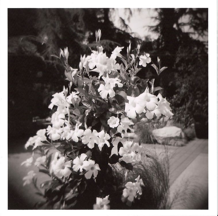 Holga_Flowers