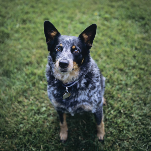 Holly