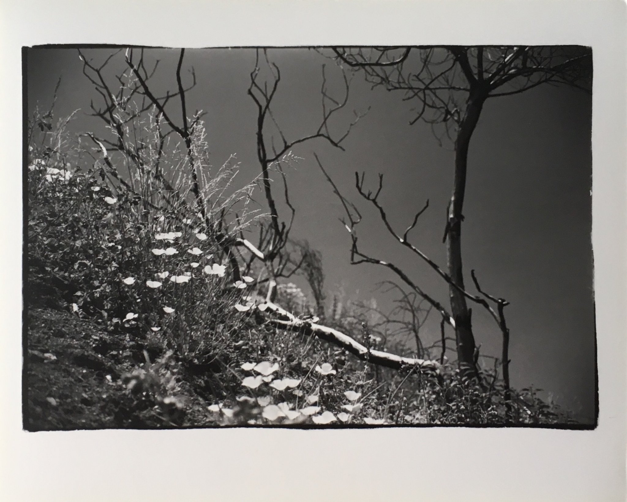 Holy Jim after the 1980 fire | Photrio.com Photography Forums