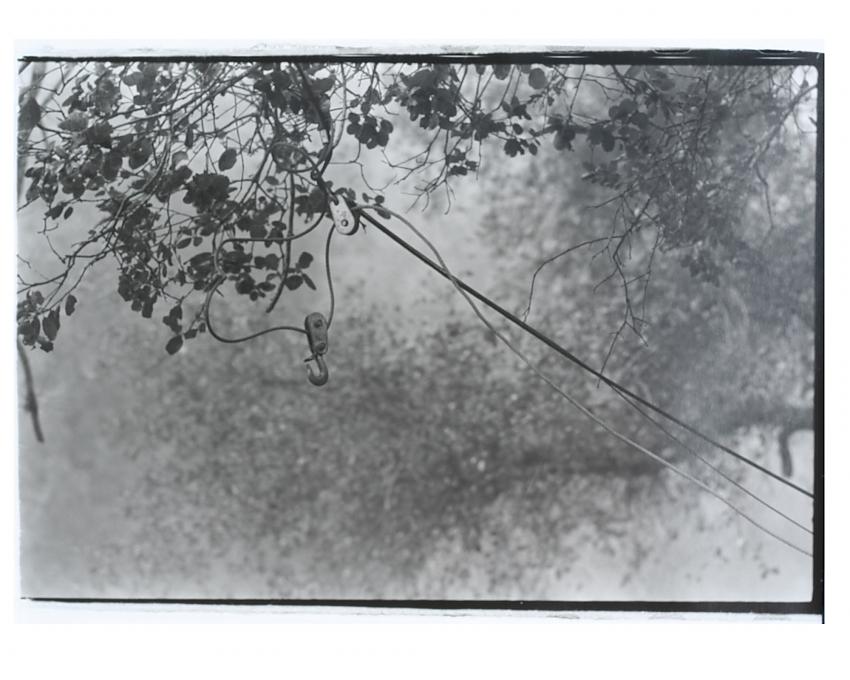 Hook and Cables in Live Oak
