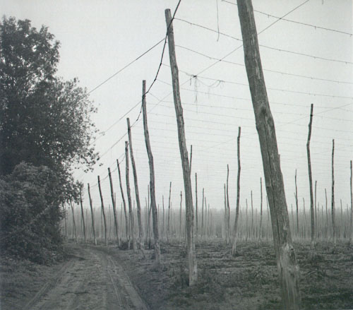 Hop Fields near Boughton, Kent, UK