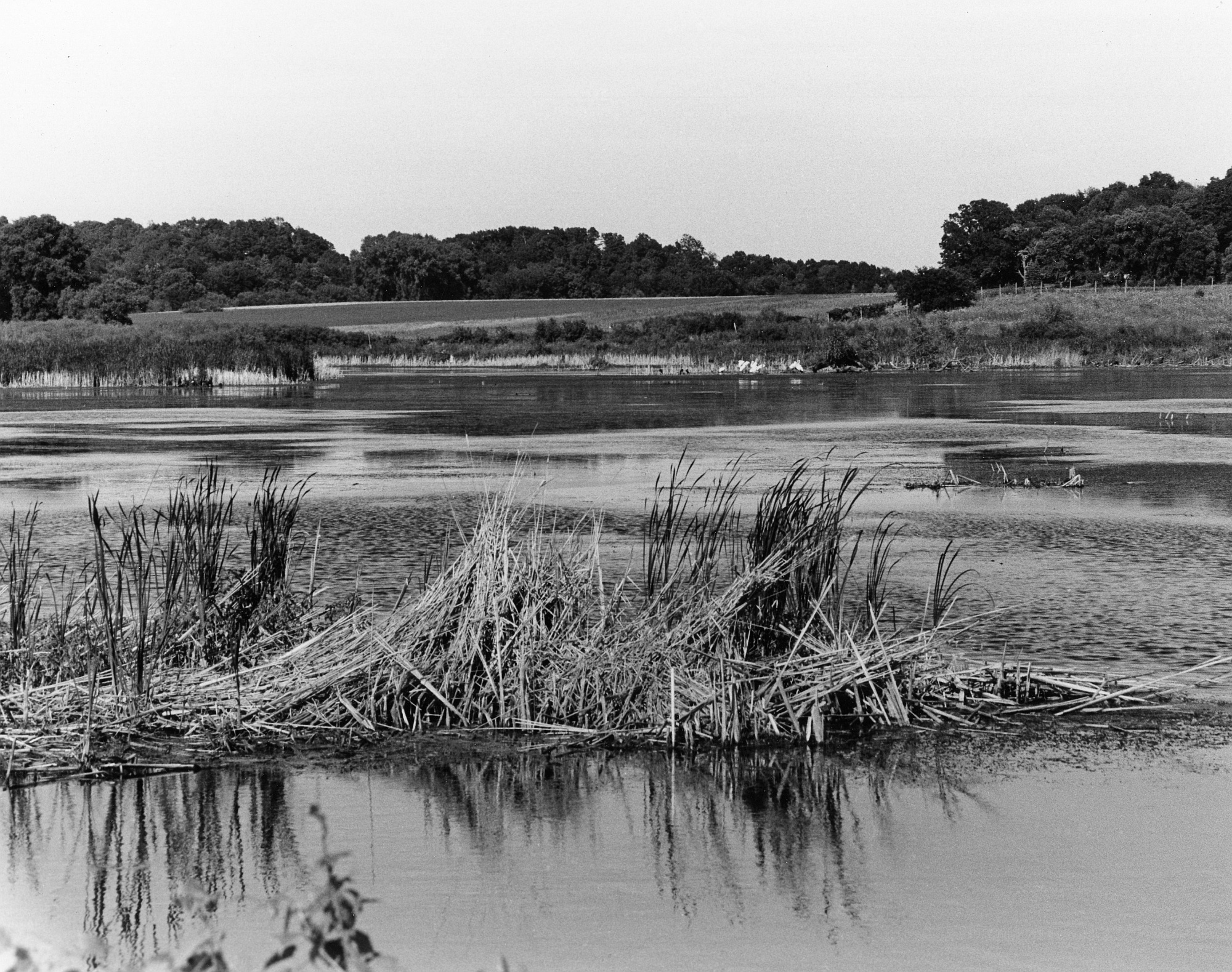 Horicon Marsh-4