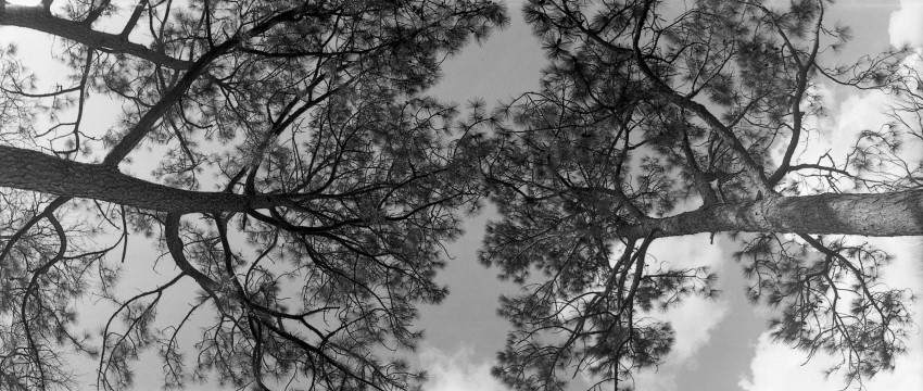 Horizont Pine Trees