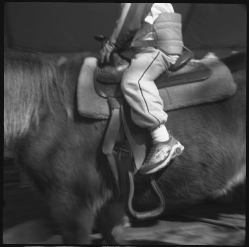 horse and leg
