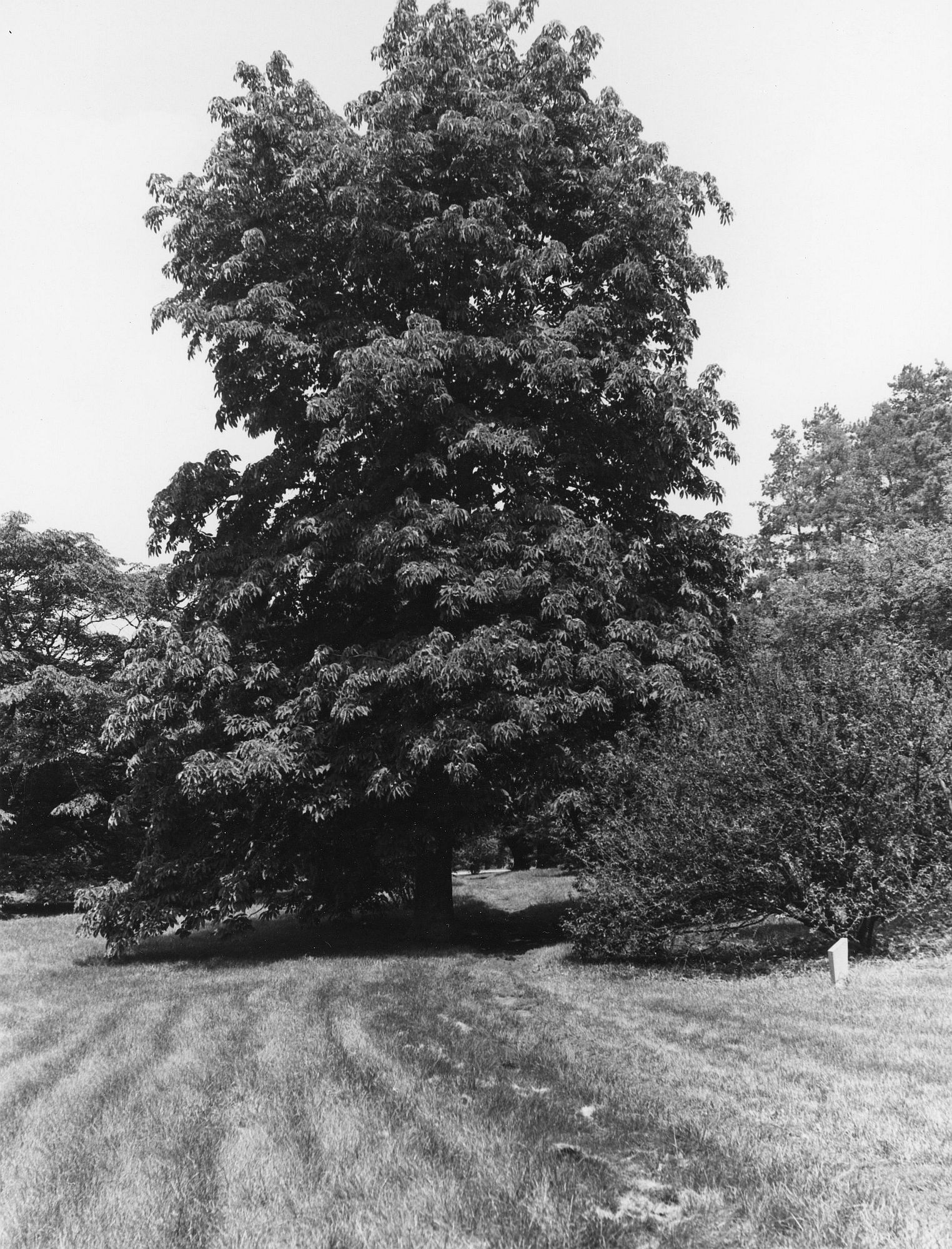 Horse Chestnut