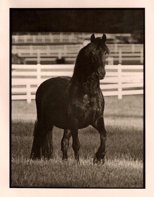 Horse walking
