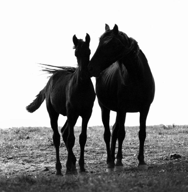 Horse Whisper