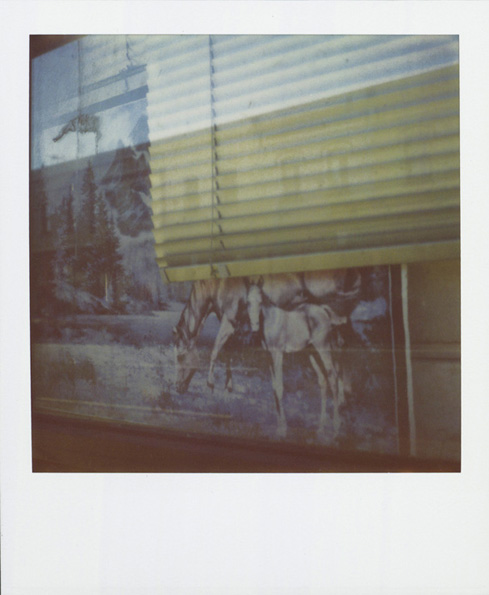 Horse Window