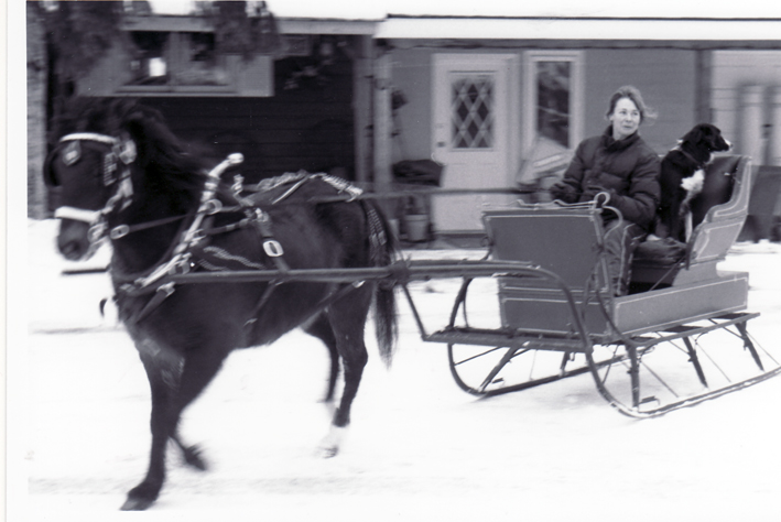 Horses and dog