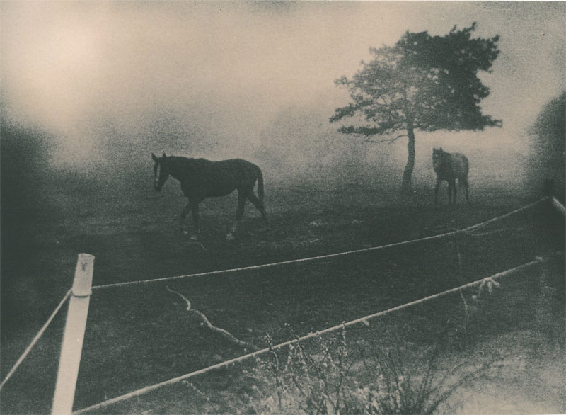 Horses and fog.