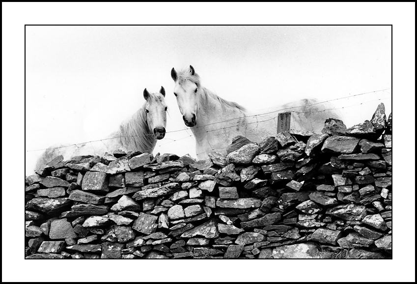 Horses and Wall
