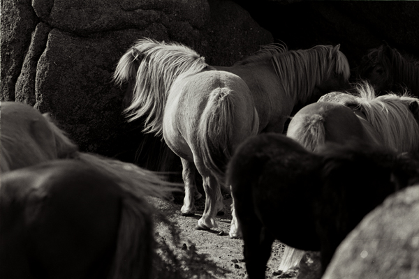 Horses, Dartmoor