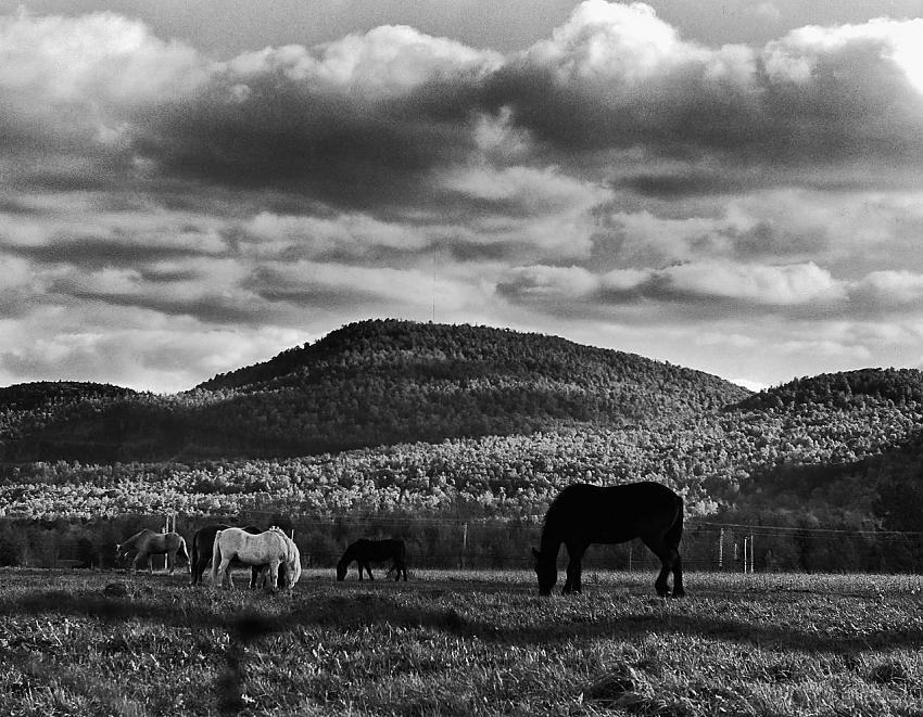 Horses near the mountain