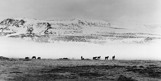 Horses Near Varmahlid, Iceland