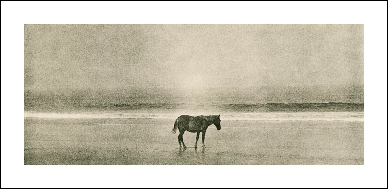 Horses of Corolla, #2
