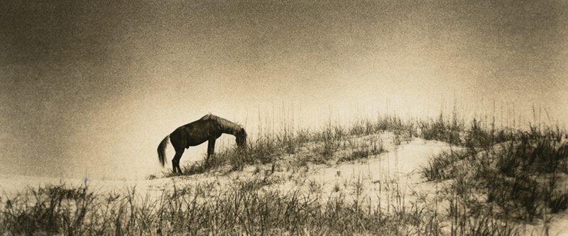 Horses of Corolla