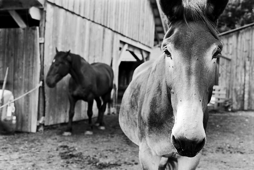horses