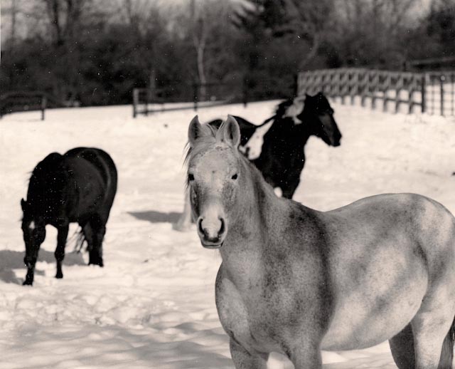 Horses