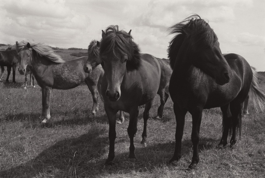 Horses