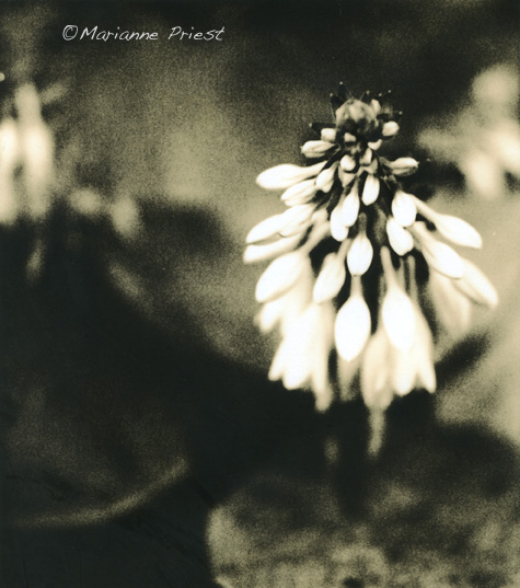 Hosta Blooms