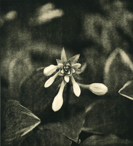 Hosta Flower