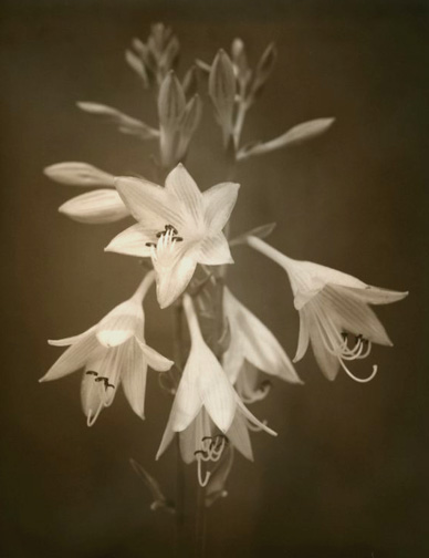 Hosta in bloom