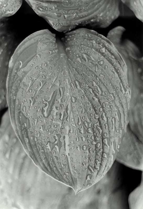 Hosta leaf after the rain