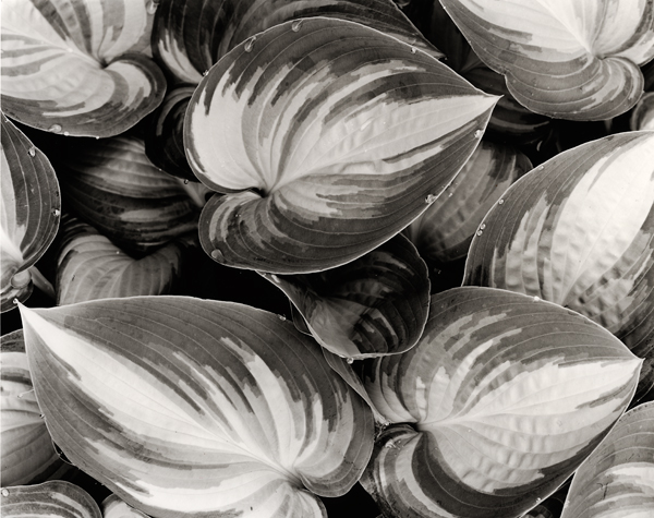 Hosta Leaves