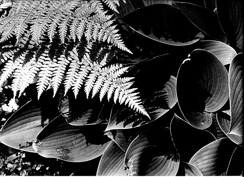 Hostas and fern