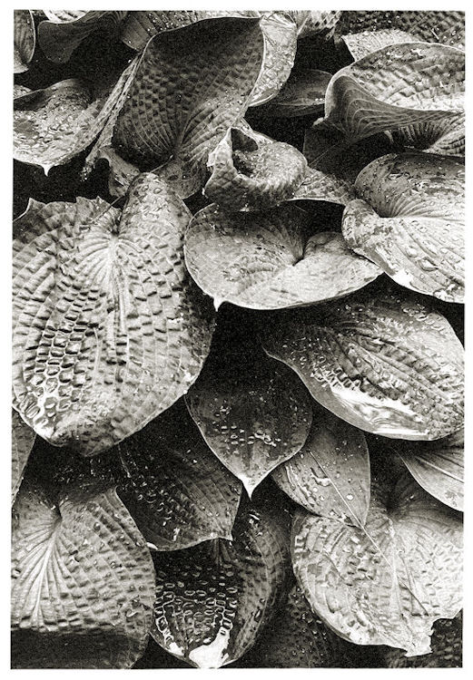 hostas
