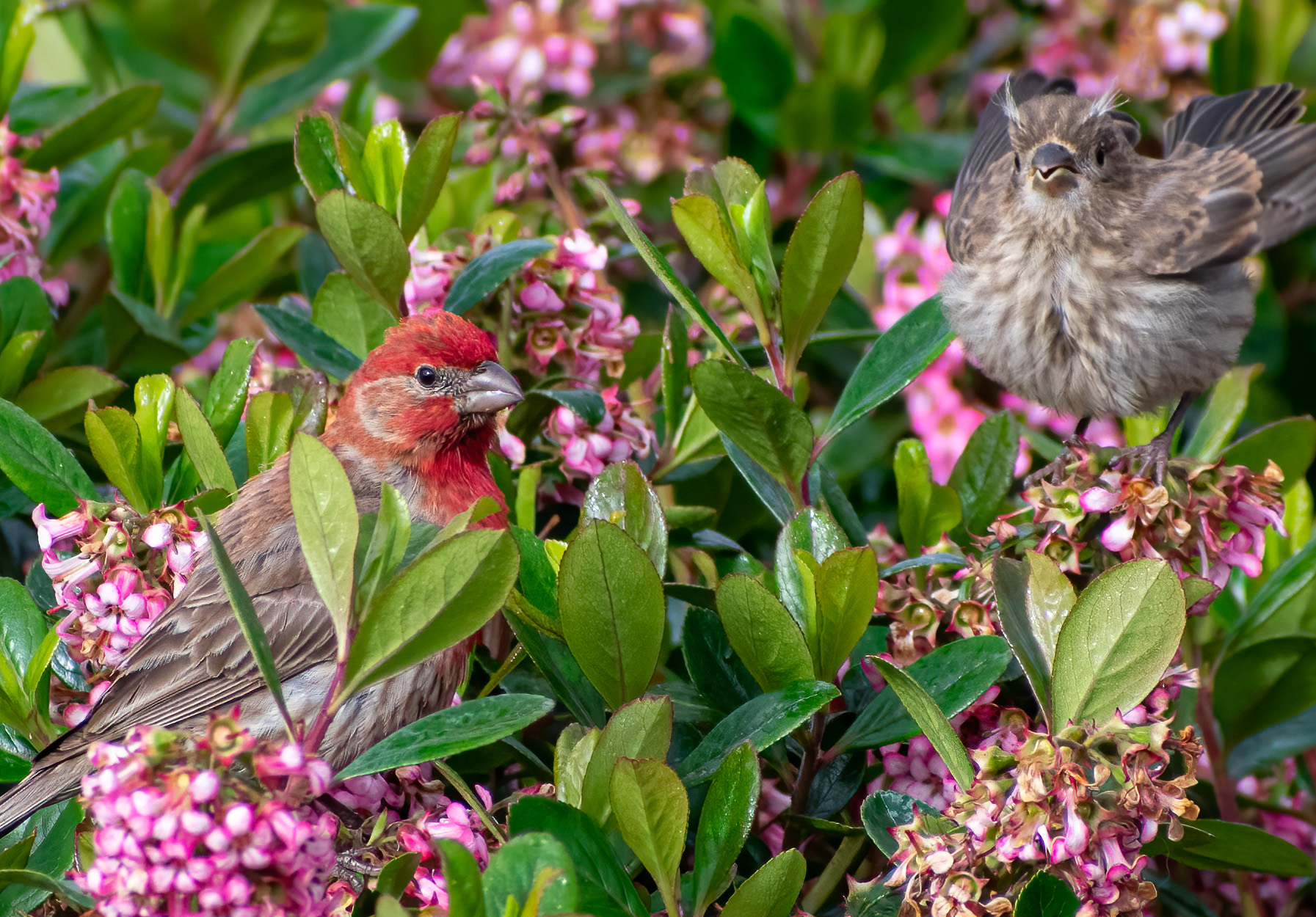 House Finch and juvenile
