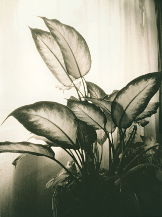 House Plant Lith Print