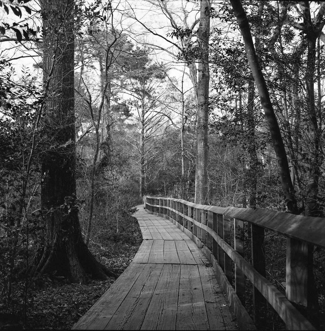 Houston Arboretum and Nature Center
