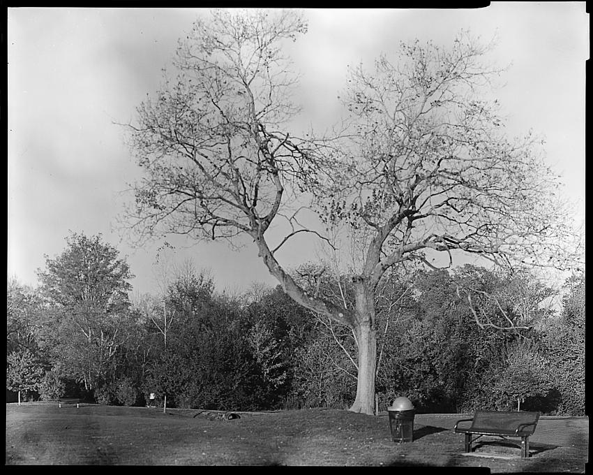 hp5 horizontal copy