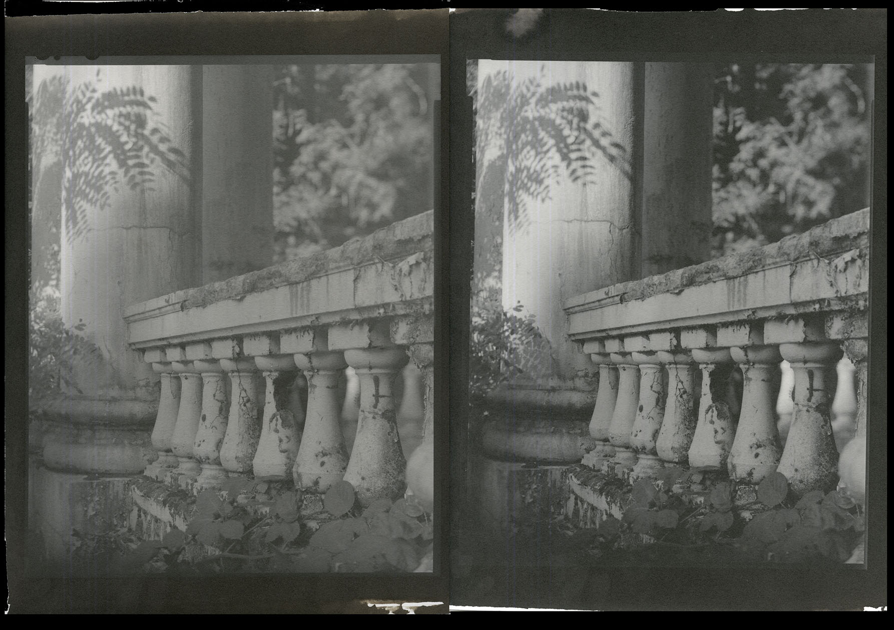 HP5 & J&C Classic Kallitypes.jpg