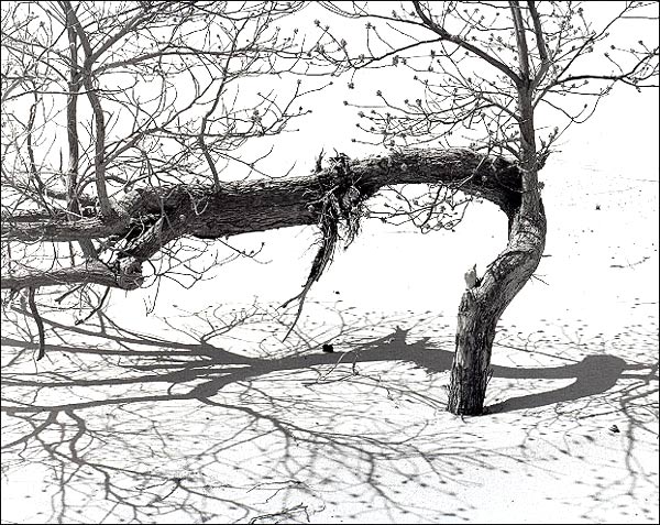 Humble Tree