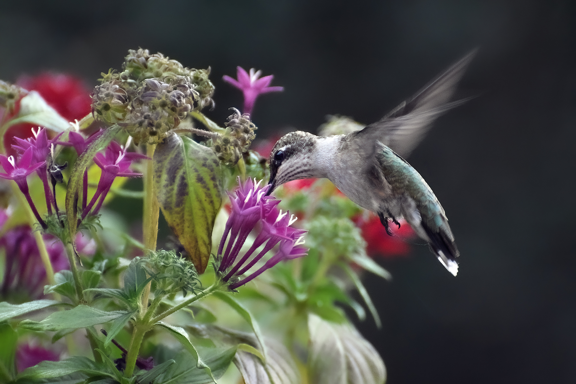 Humming Around!