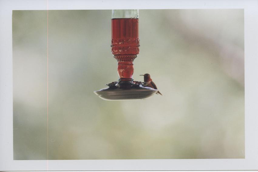 Hummingbird-1