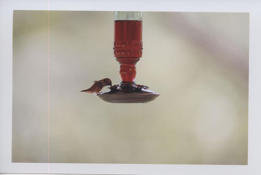Hummingbird-2