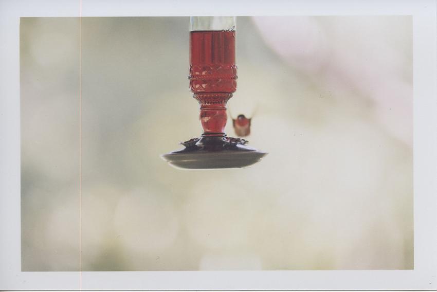Hummingbird-2