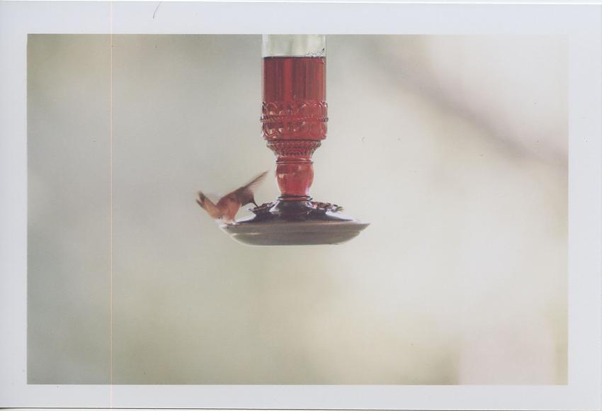 Hummingbird-2