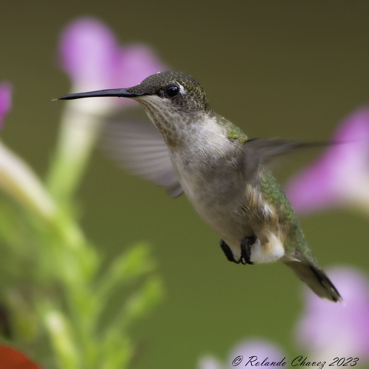 Hummingbird 2023
