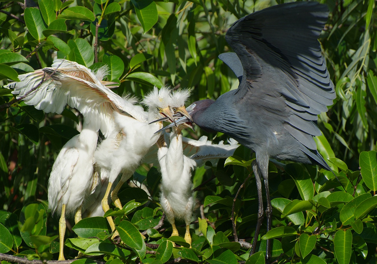 Hungry Herons!