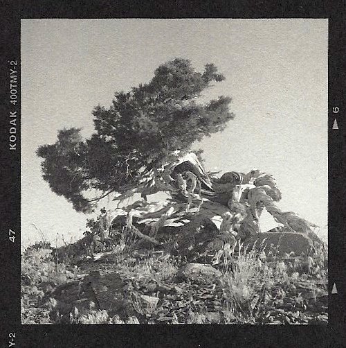 Hutchins_Juniper_Shell_Mt