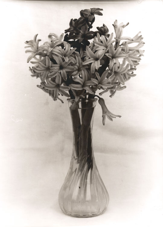 Hyacinth