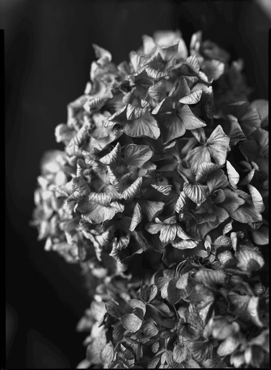Hydrangeas