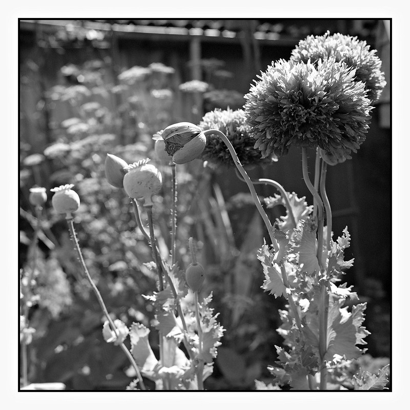 I forgot the color film ...