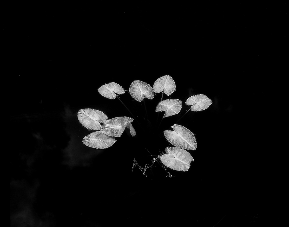I Should Know This Plant.jpg