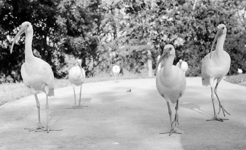 Ibis-walk