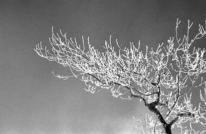 Ice and Branch